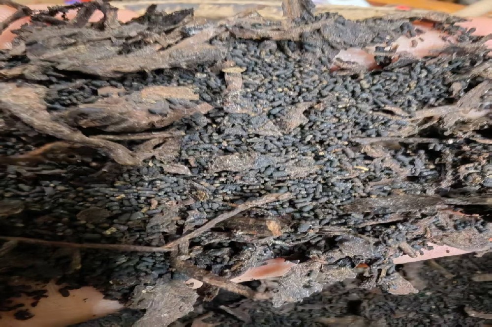 探秘六堡茶源头：山塘岐茶业，厂家直供的醇香之选