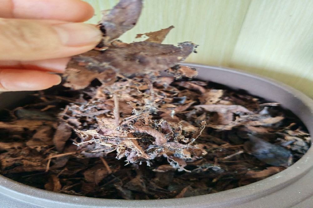 探秘苍梧六堡茶：山塘岐品牌，品味时光沉淀的醇香